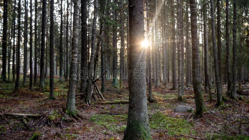 Ray of light wading through the green forest stock image