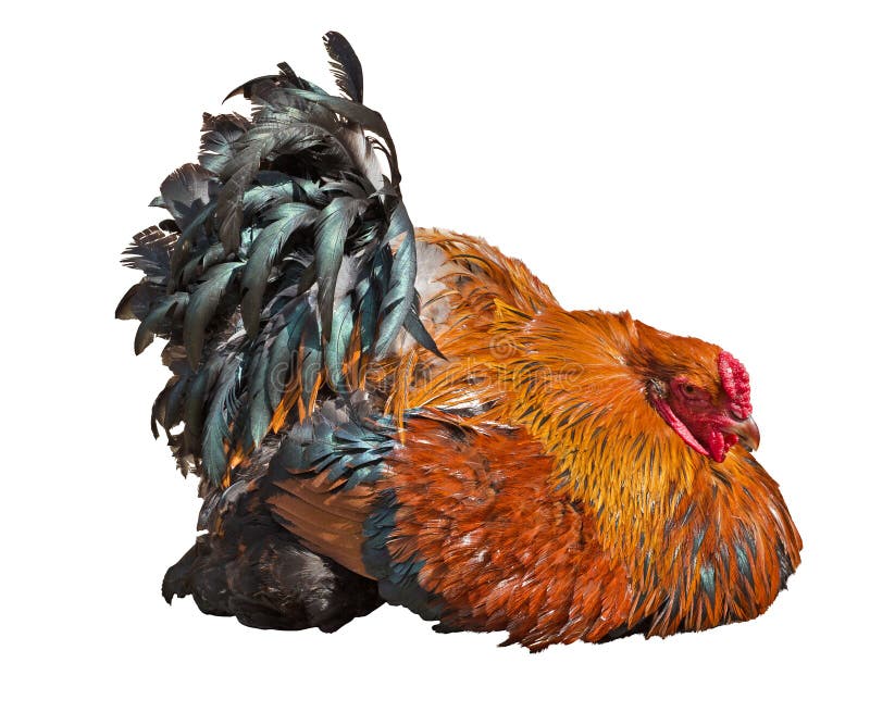 Bright recumbent rooster isolated on white