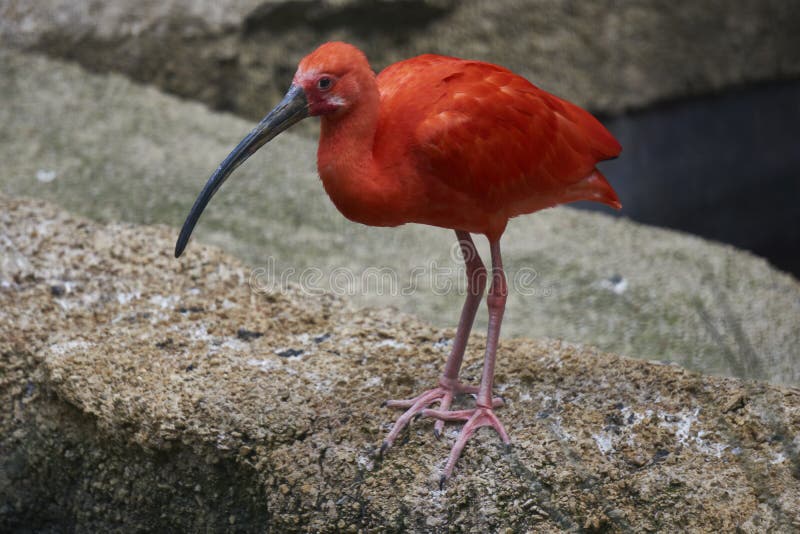 Bright Red Bird with Long Legs and Black Beak Stock Image - Image of animal,  outdoor: 148884031