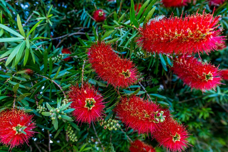 Bright Red Blossoms on a Bottlebrush Tree in Texas.