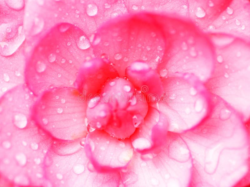 Bright red camellia in the rain