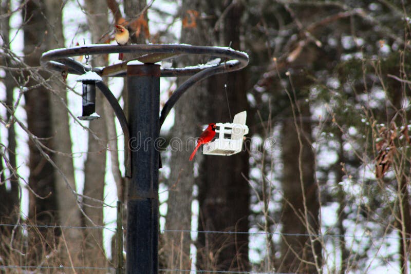 Bright red Cardinal bird in the snow on a bird feeder royalty free stock image Bright red Cardinal bird in the snow on a bird feeder royalty free stock image