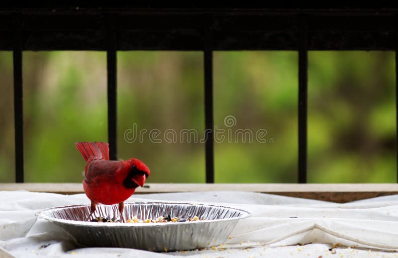 Cardinal eating Watermelon stock image. Image of animal 15845727