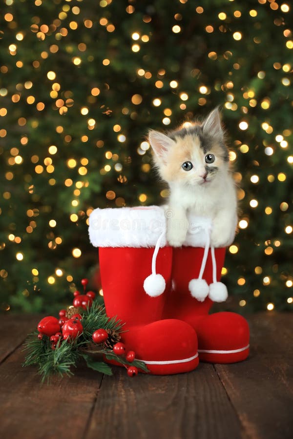 Bright Red Chritmas Santa Boots with an Adorable Kitten stock photo