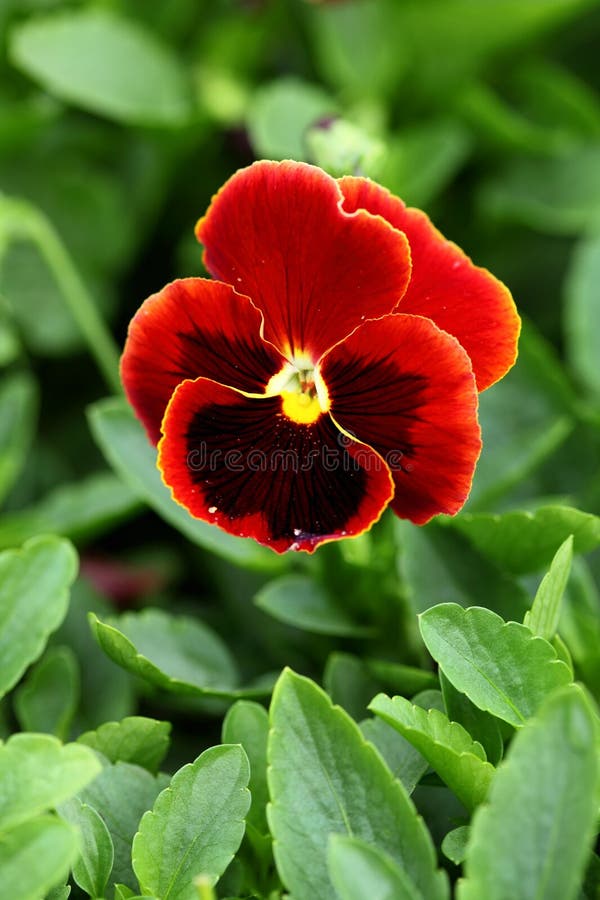 Bright red flower stock photo. Image of brilliant, yellow 14489182
