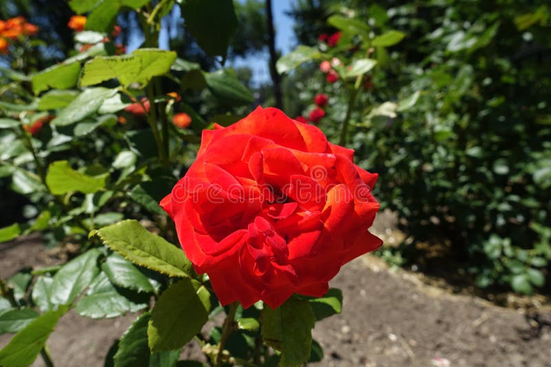 Bright Red Flower of Rose in June Stock Photo Image of vegetation