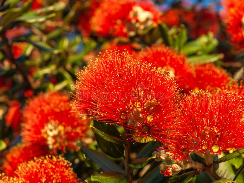 Bright red flower with yellow anthers in full summer bloom photos libres de droits