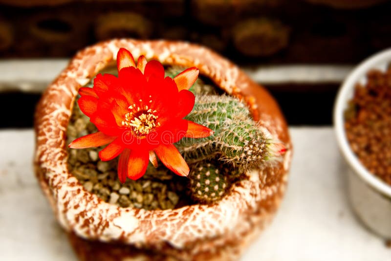 Bright Red Flowers Blooming on Torch Cactus Stock Image - Image of arid