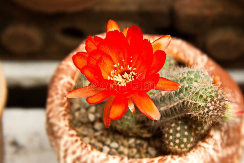 Bright Red Flowers Blooming on Torch Cactus Stock Image - Image of