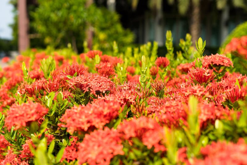 1,267 Red Flower Look Like Stock Photos Free & RoyaltyFree Stock