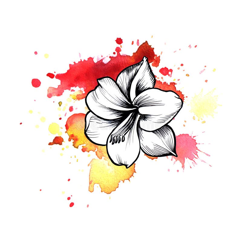 A bright red formless watercolor blot. Amaryllis ink flower line graphic