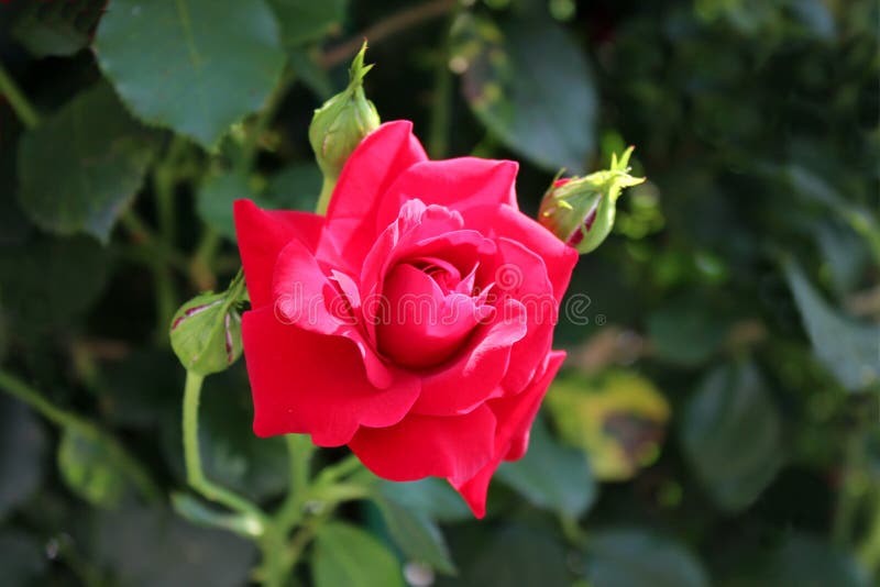 Bright Red Fully Open Rose with Dense Red Petals Surrounded with Three ...