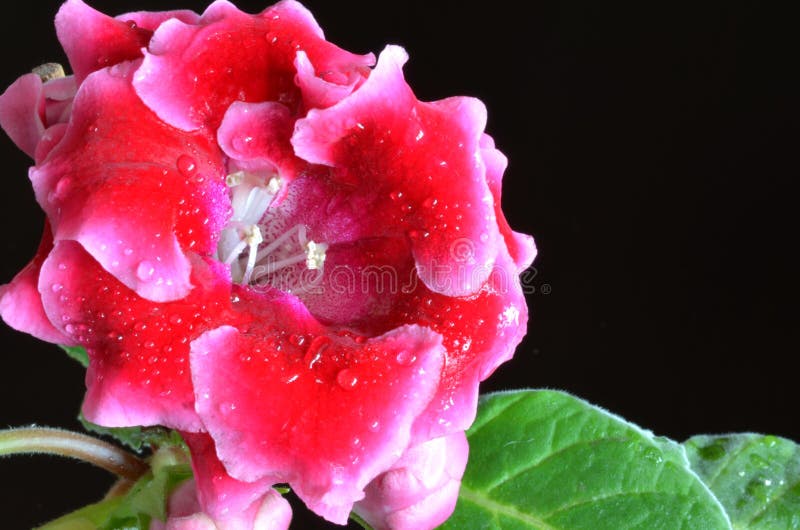 262 Red Gloxinia Photos Free Royalty Free Stock Photos From Dreamstime