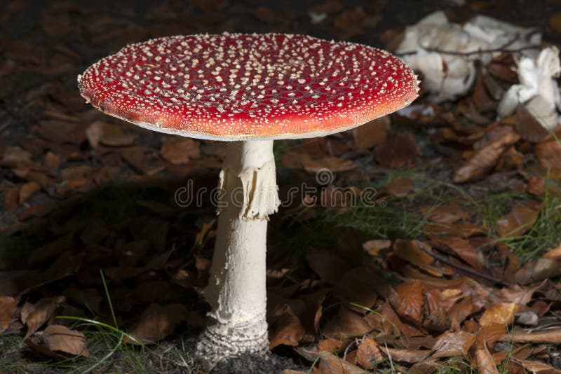 Bright red mushrooms stock photo. Image of mushroom, amanita 52235786