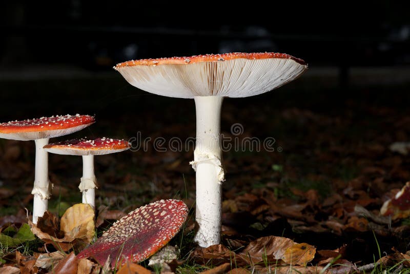 Bright red mushrooms stock photo. Image of mushroom, amanita 52235786