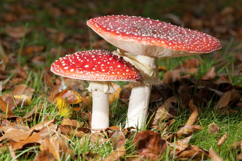 Bright red mushrooms stock photo. Image of grass, tale 52238336
