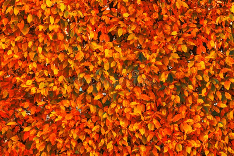 Bright red and orange autumn fall leaves background. Colorful an royalty free stock photos Bright red and orange autumn fall leaves background. Colorful an royalty free stock photos
