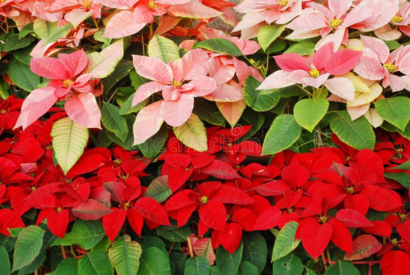 Bright red and pink Christmas roses