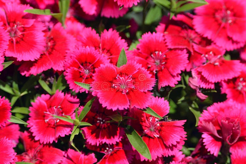 Close up of bright red and pink Sweet William or Dianthus flowers