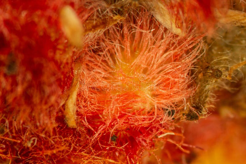 Bright red plant fibers stock photo. Image of plants - 276896014