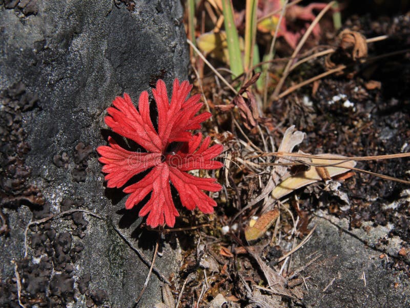 Bright Red Plant Growing in High Altitude Stock Photo Image of nature
