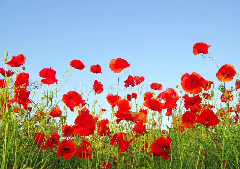 Bright red poppies stock photo. Image of colored, poppy - 13780336