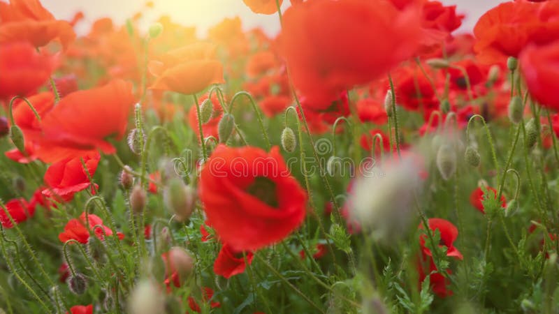 Bright red poppies sway in the wind in the rays of