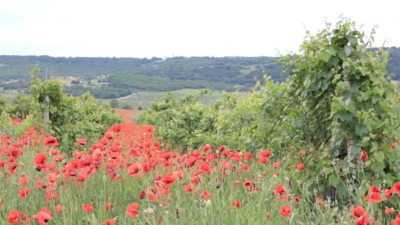 Bright red poppies in a vineyard