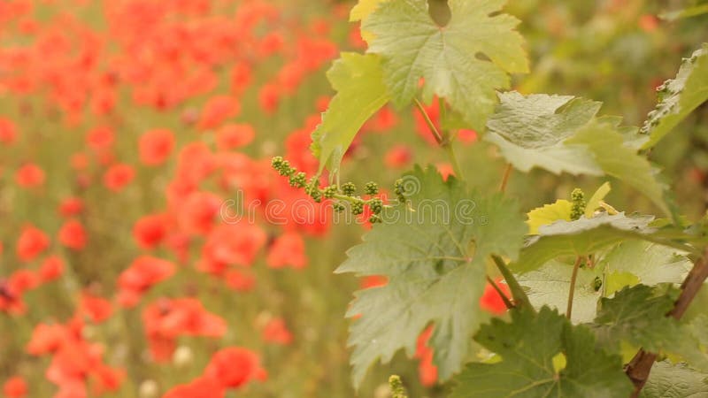 Bright red poppies in a vineyard