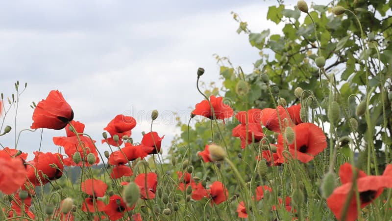 Bright red poppies in a vineyard