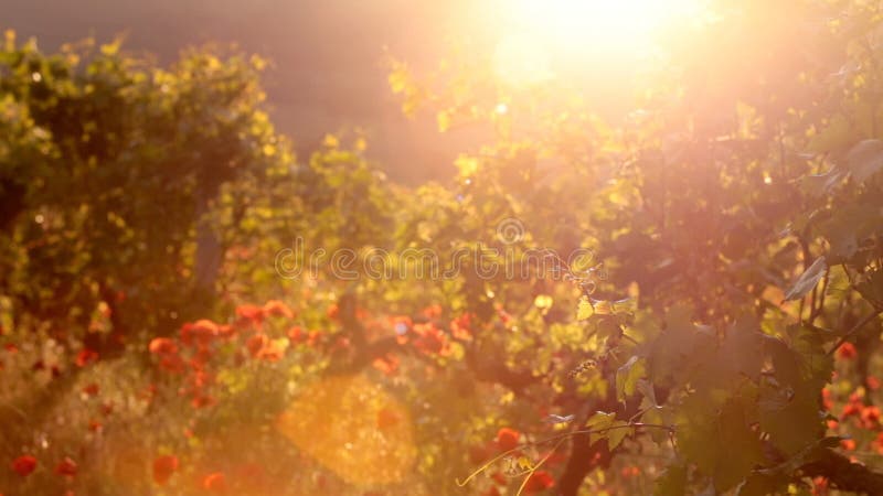 Bright red poppies in a vineyard