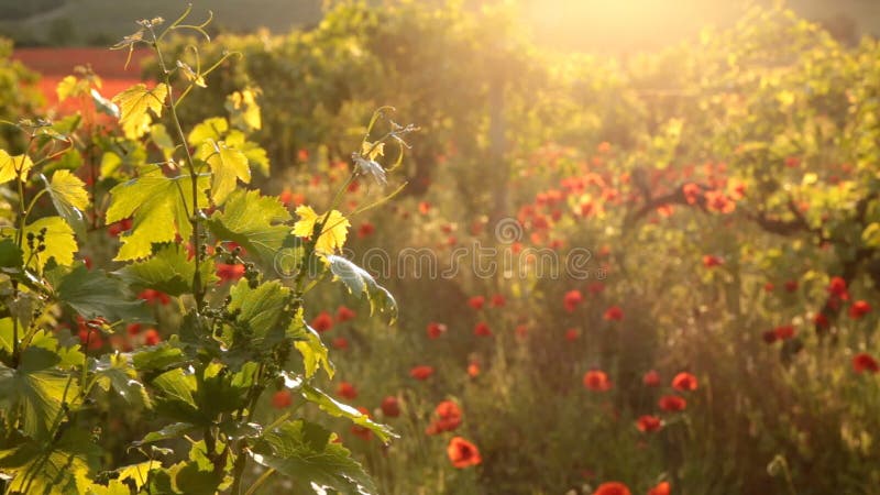 Bright red poppies in a vineyard