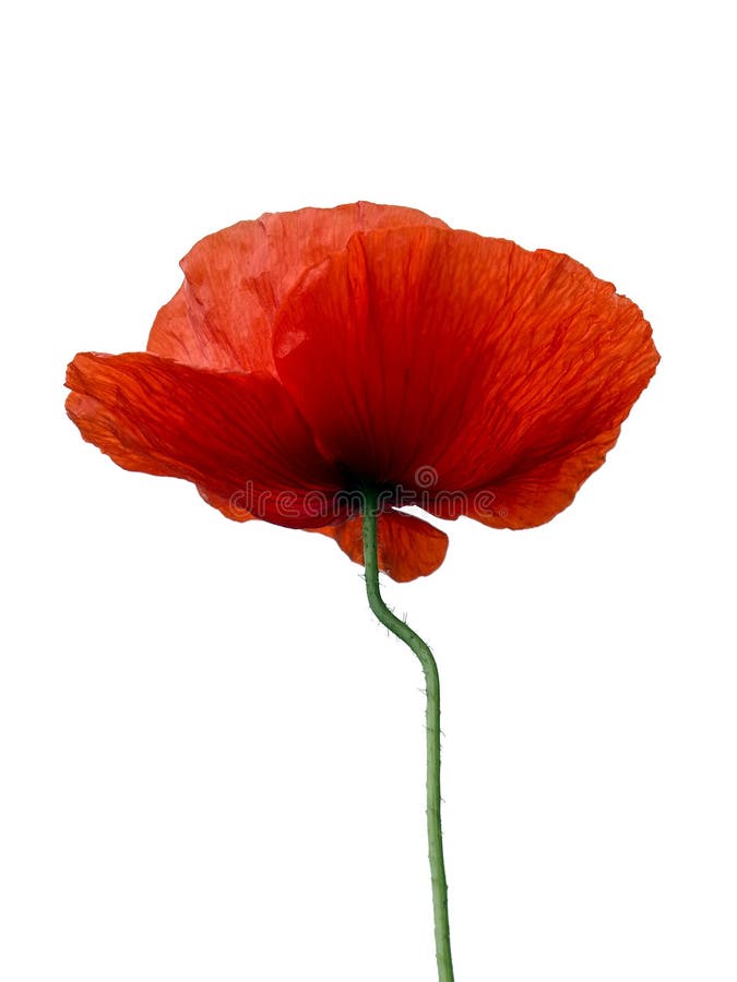 Bright Red Poppy Flower Isolated Stock Photo - Image of symbol, fresh ...