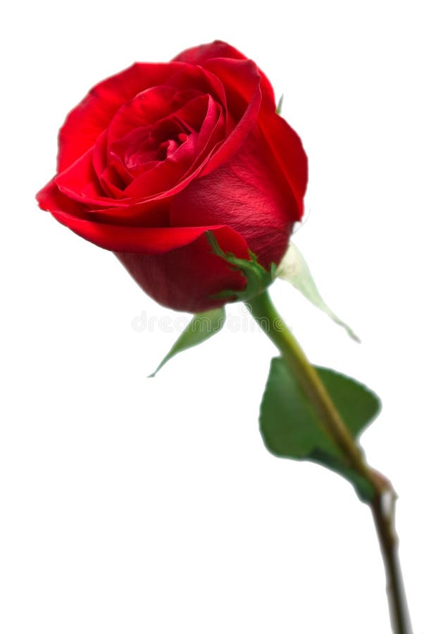 Bright red rose stock image. Image of rose, object, focus 11997311