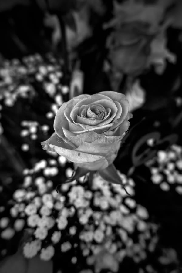 Bright red rose stock image. Image of fresh, floral 240933851