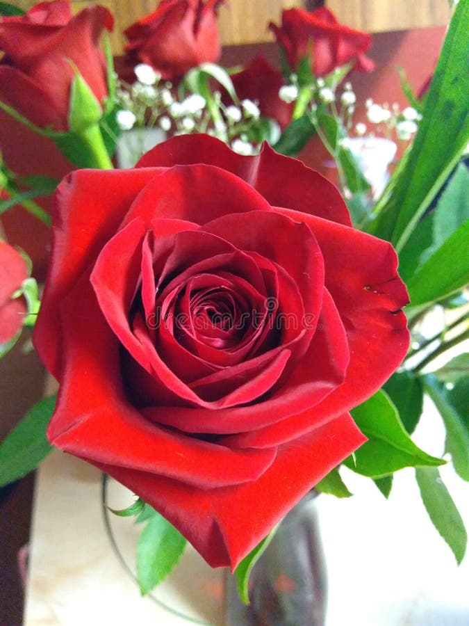 Bright Red Rose stock image. Image of flowered, garden 110756315