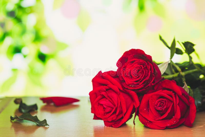 Bright Red Rose for Valentine`s Day Stock Image Image of passion