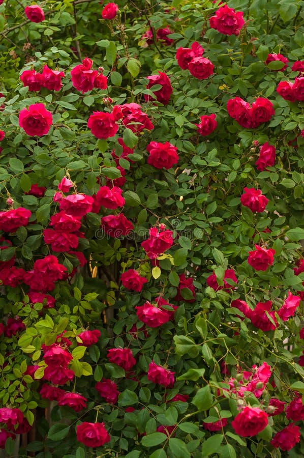 Bright Red Roses with Buds on a Background of a Green Bush. Beautiful ...