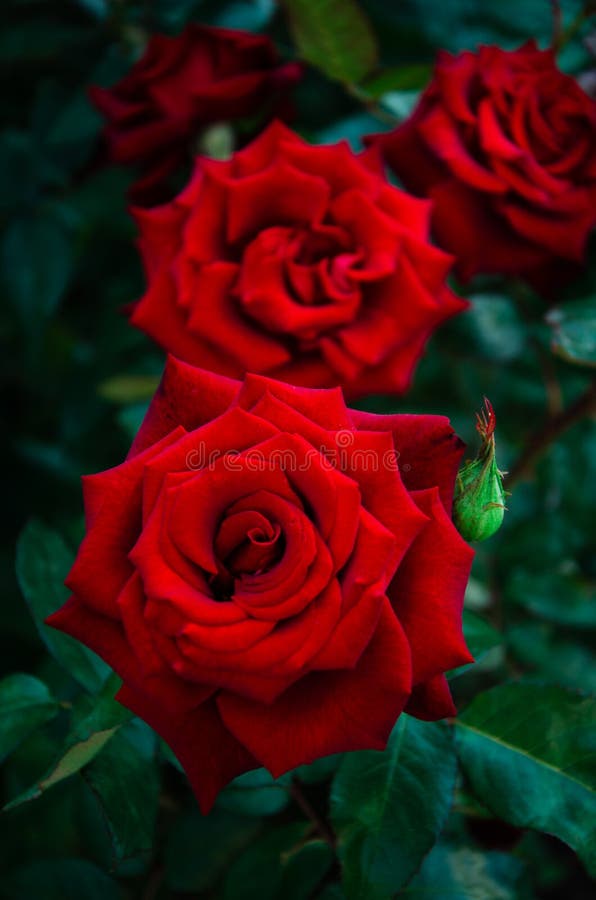 Bức ảnh này hiển thị những bông hoa hồng đỏ rực rỡ trên nền lá xanh đậm, tạo nên một khung cảnh vô cùng đẹp mắt. Sự tương phản giữa màu sắc của hoa và nền lá tạo ra một ảnh hưởng đáng chú ý và tác động đến một cách rõ ràng đến người xem. Hãy xem bức ảnh này để cảm nhận được sự hoàn hảo của nó.