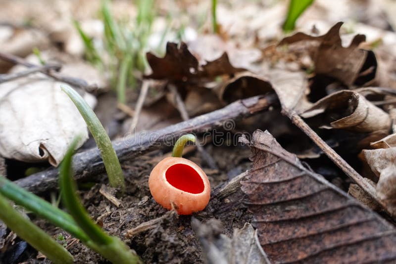 Bright Red Scarlet Cup Mushroom in the Spring Stock Image Image of