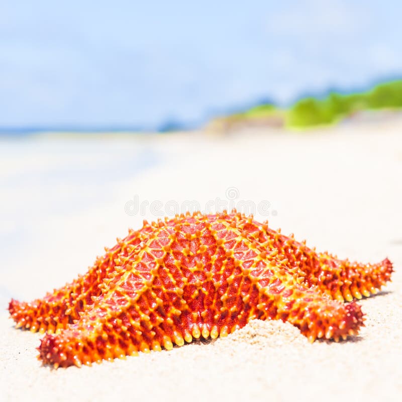 Bright red starfish (sea star) on a beach