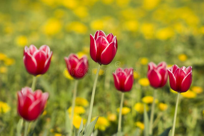 Bright red tulip