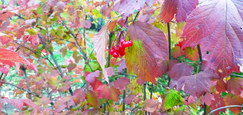 Bright, Red Viburnum Leaves on the Branches. they are Lit in Red or