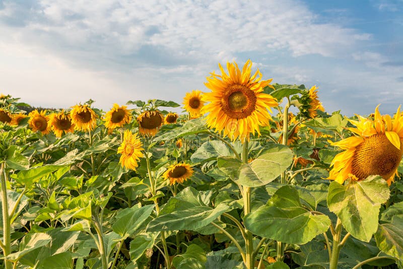 Bright ripe flowers of sunflowers in the field at sunset, orange beautiful flowers, agricultural products stock photo Bright ripe flowers of sunflowers in the field at sunset, orange beautiful flowers, agricultural products stock photo