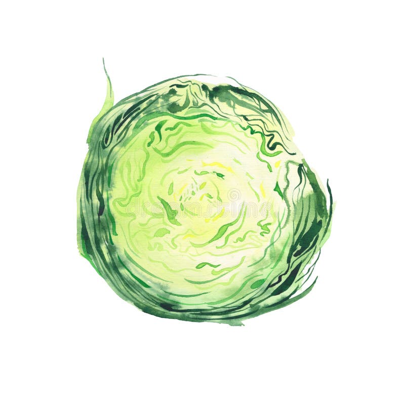 Bright ripe tasty delicious beautiful green agriculture summer salad cabbage chopped and sliced watercolor