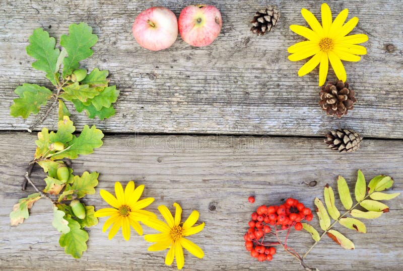 Bright round composition of yellow flowers, Rowan, cones and acorns and apples on rustic wooden background in autumn. closup. Flat royalty free stock image