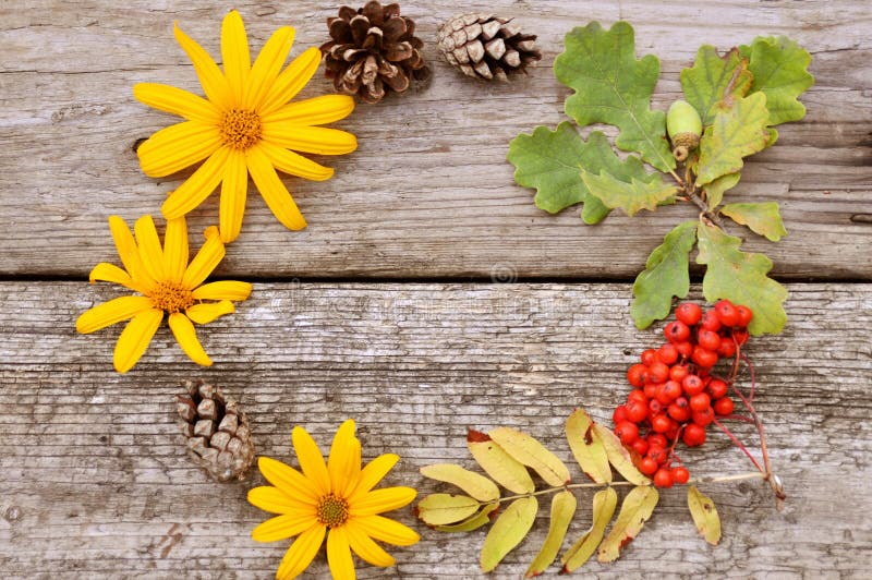 Bright round composition of yellow flowers, Rowan, cones and acorns on rustic wooden background in autumn. closup. Flatley royalty free stock photo