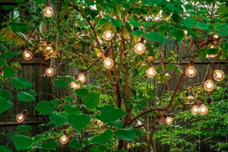 Bright Round Lightbulbs hanging in a green tree royalty free stock photography