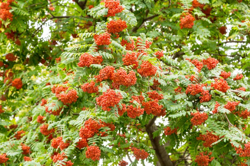 Bright Rowan Berries on a Tree in September, Texture, Background Stock ...
