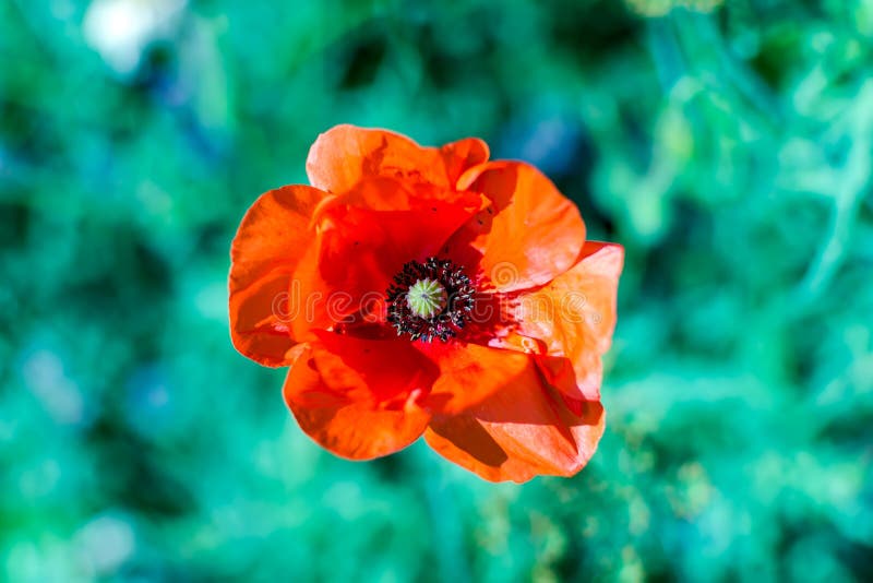 Bright scarlet red common poppy flower Papaver rhoeas shot from high angle against green grass royalty free stock photo Bright scarlet red common poppy flower Papaver rhoeas shot from high angle against green grass royalty free stock photo